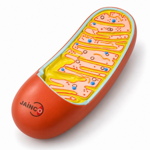 Mitochondrion Model